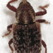 Totara Leafminer Weevil - Photo (c) Stephen Thorpe, some rights reserved (CC BY-NC), uploaded by Stephen Thorpe
