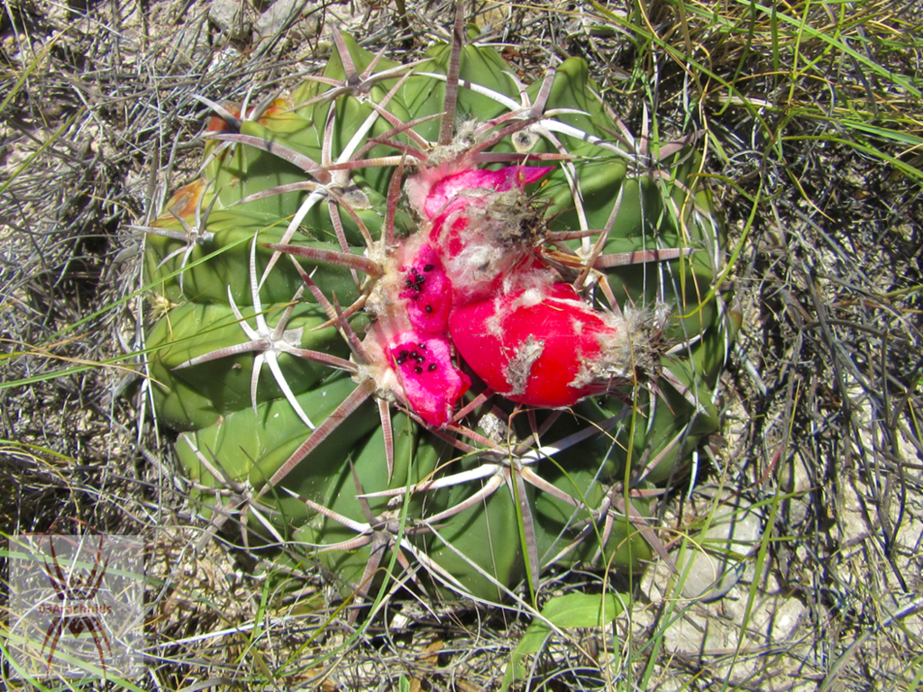 Horse Crippler Cactus from Kinney County, TX, USA on July 7, 2021 at 03