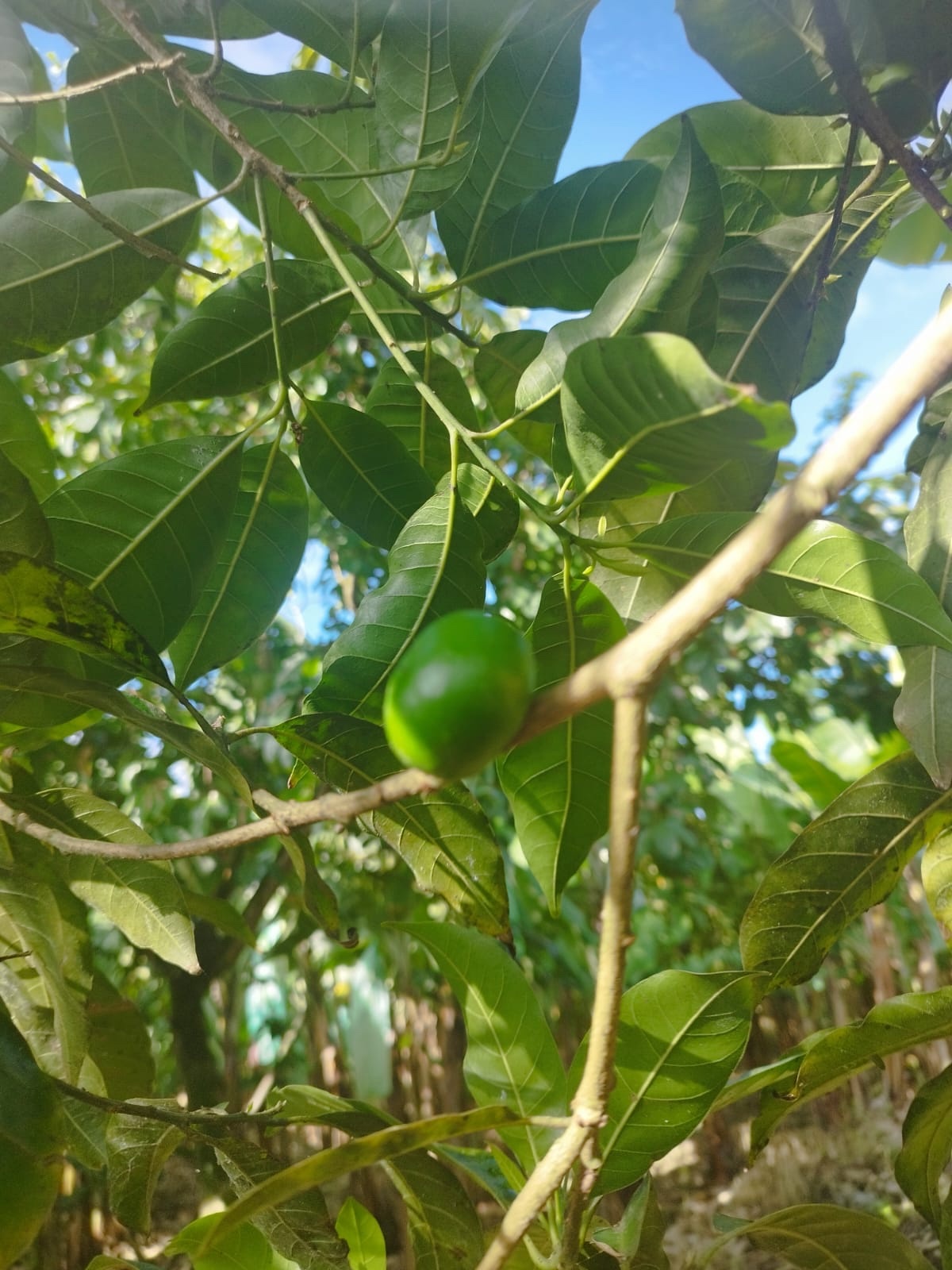 Imagem de Fruta Abil