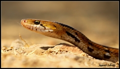 Coelognathus helena