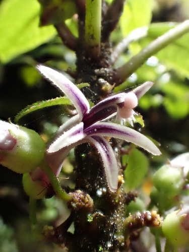 Cyanea hirtella