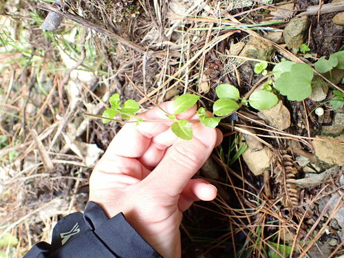 Image of Epilobium rotundifolium by (c) Lisa Bennett, some rights reserved (CC BY)