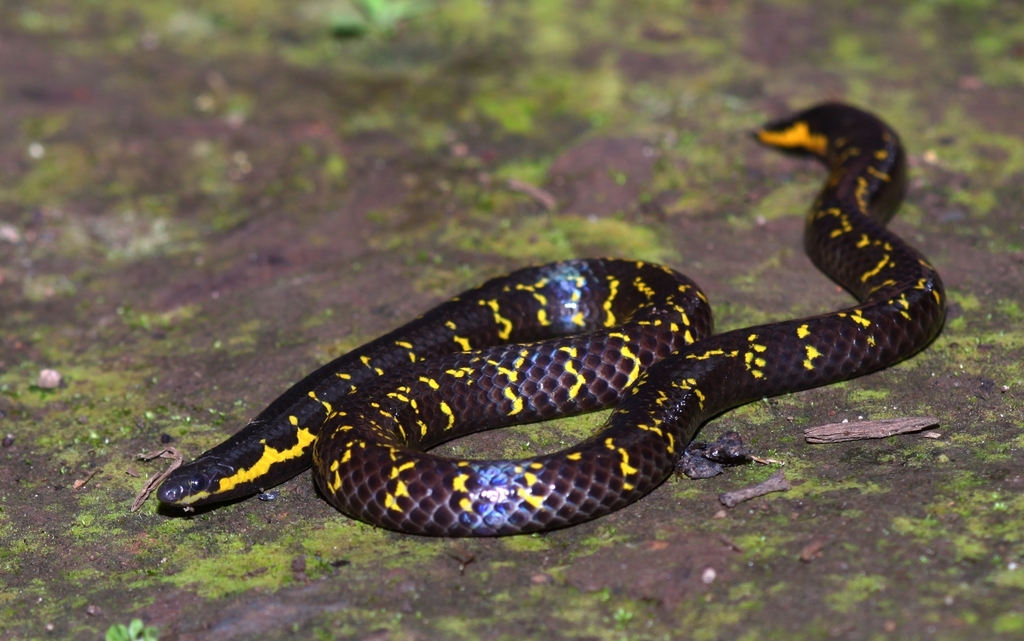 Phipson's Shieldtail