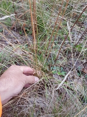 Juncus greenei