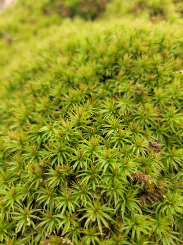 Vingialapė kemsa nuotrauka