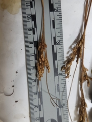 Juncus greenei