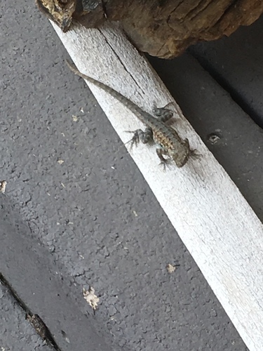 iNaturalist observation photo of Western Side-blotched Lizard