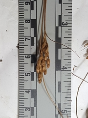 Juncus greenei
