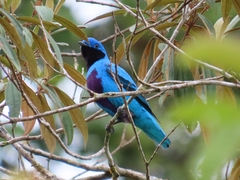 Cotinga amabilis image