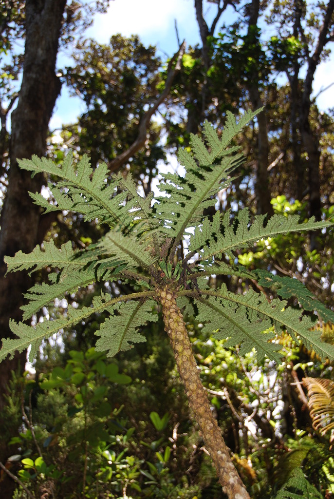 Cyanea horrida