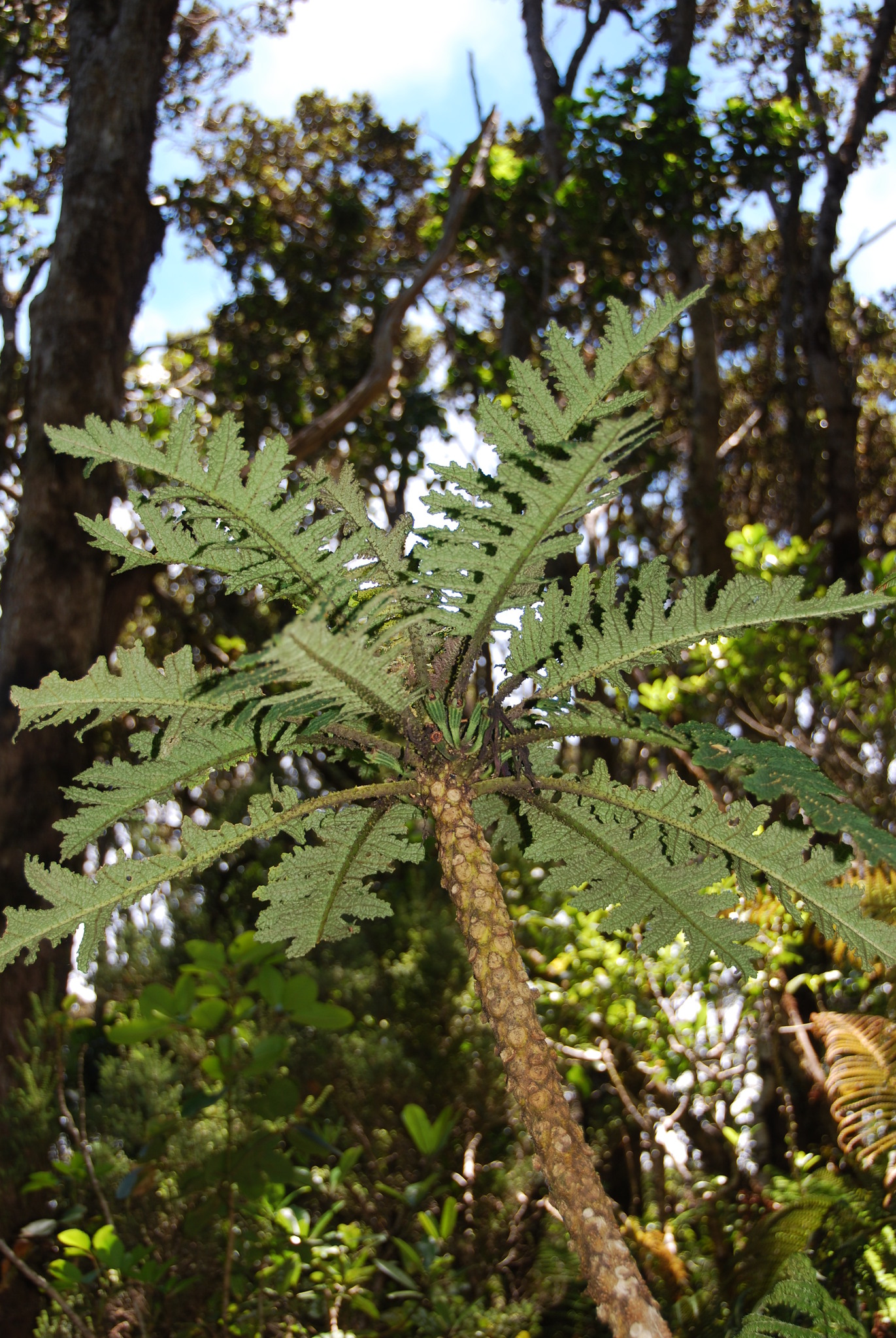Cyanea horrida
