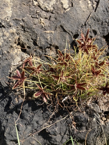 Cyperus rubicundus image