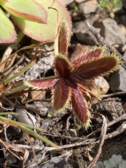 Cyperus rubicundus image