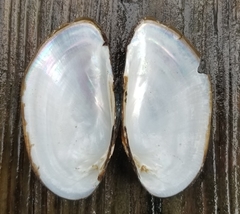Lampsilis floridensis