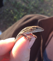 Aspidoscelis hyperythrus beldingi