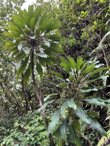 spoonleaf cyanea (Cyanea kahiliensis)