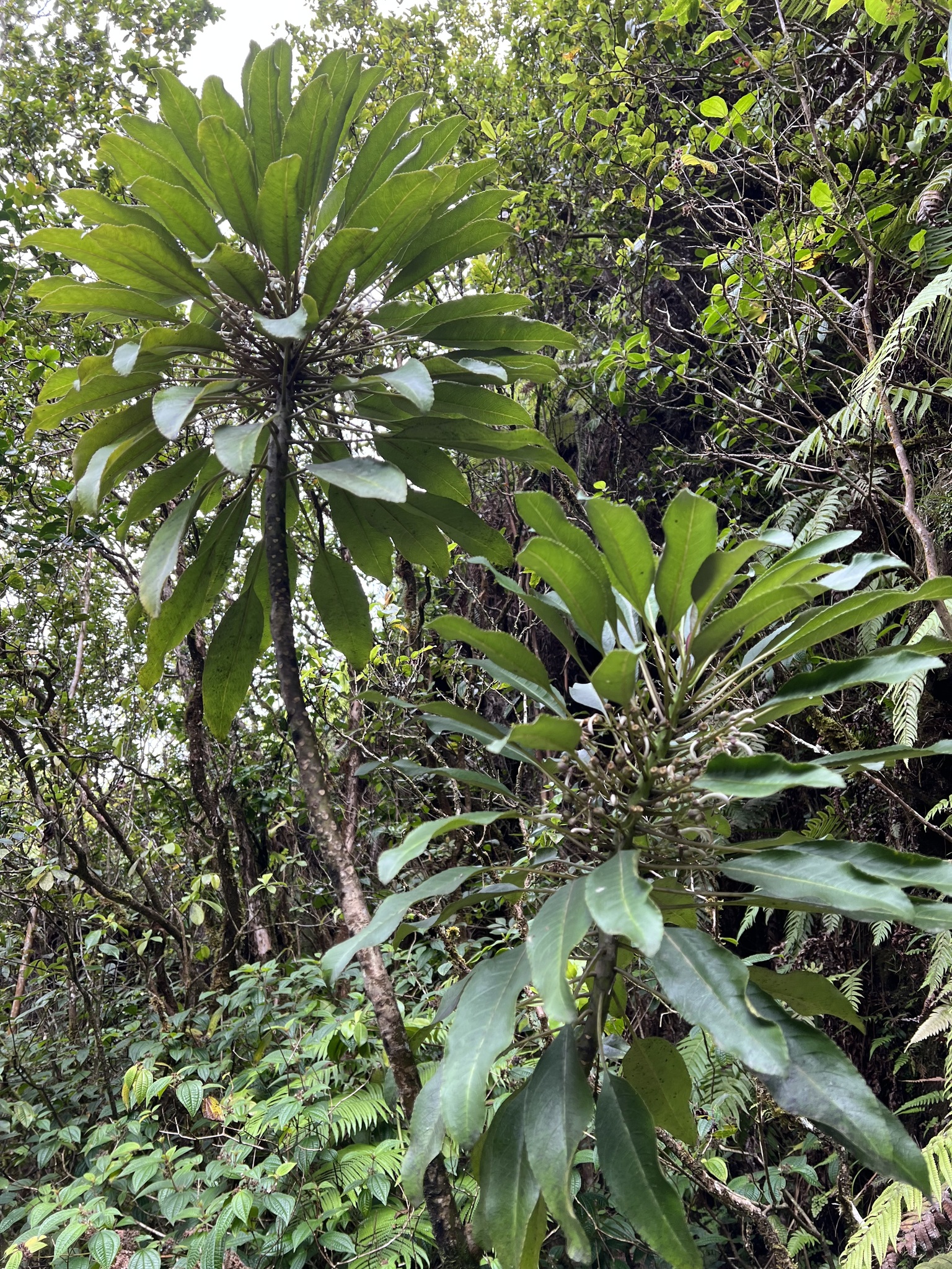 Cyanea kahiliensis