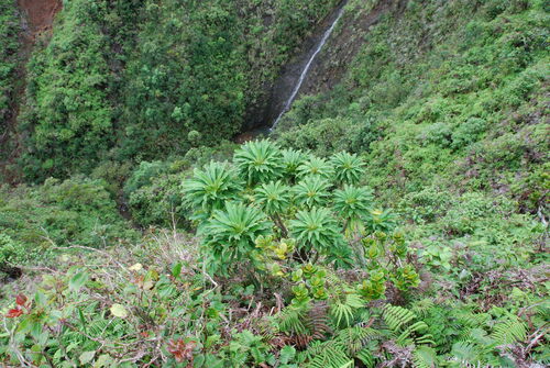 Cyanea kahiliensis observed 2010-12-22
