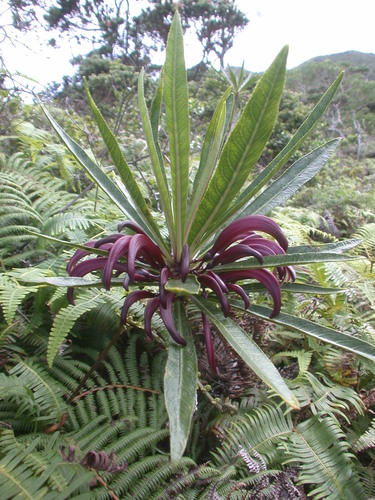 Palolo Valley rollandia (Cyanea koolauensis)