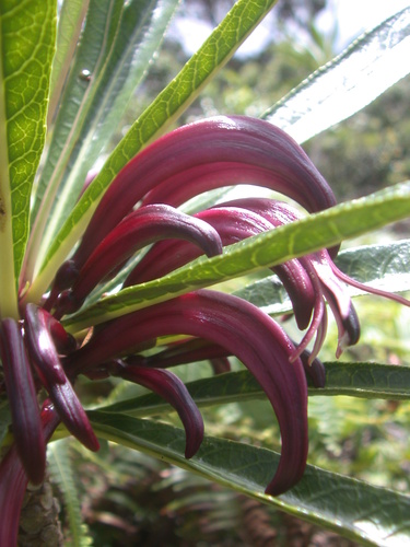 Cyanea koolauensis