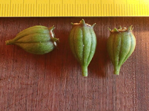 Cyanea kuhihewa