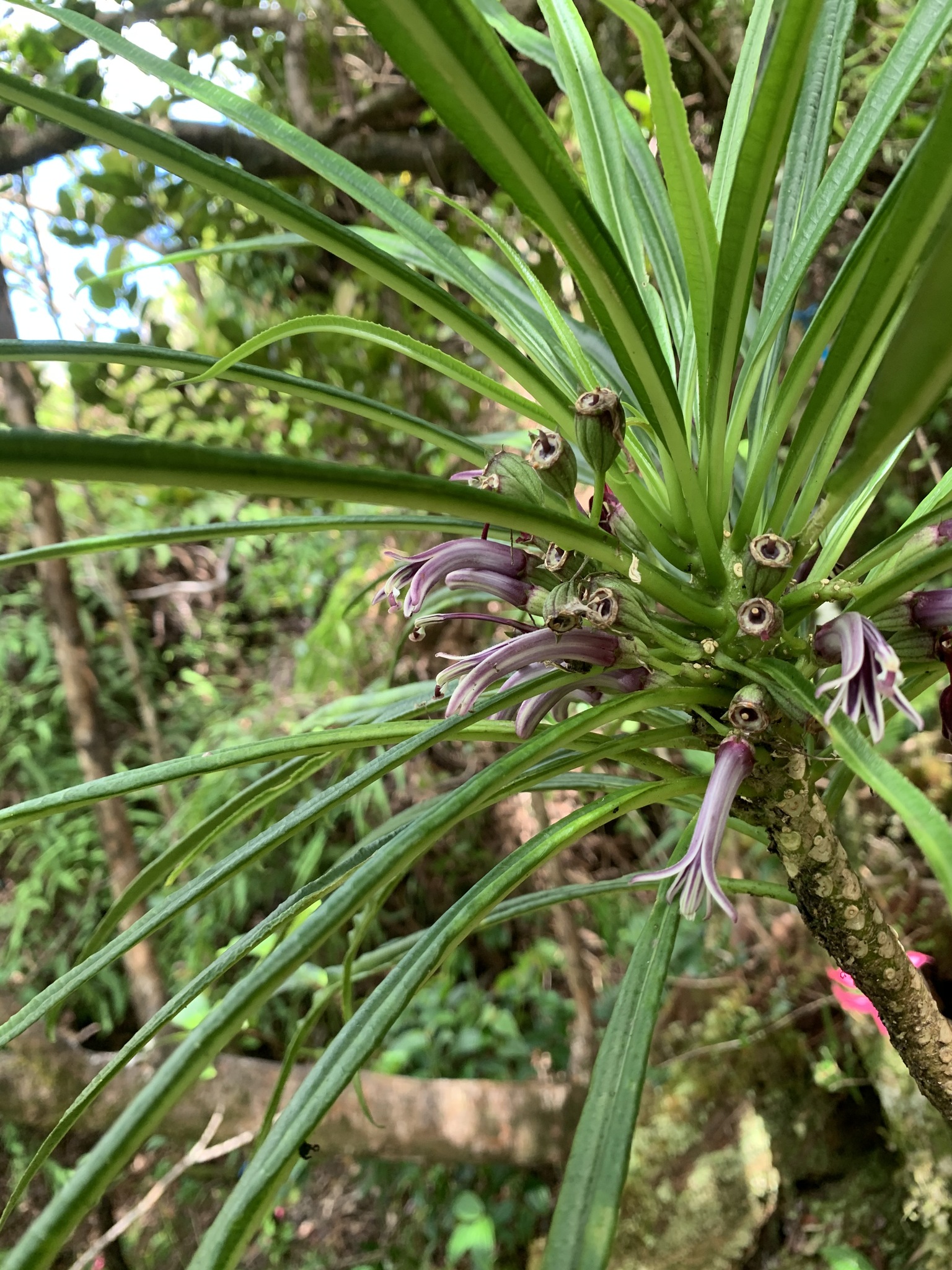 Cyanea kuhihewa