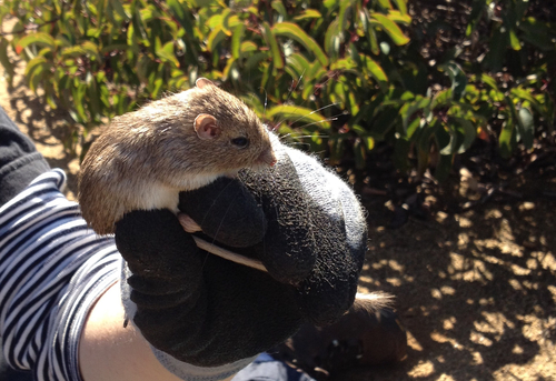 San Diego Pocket Mouse