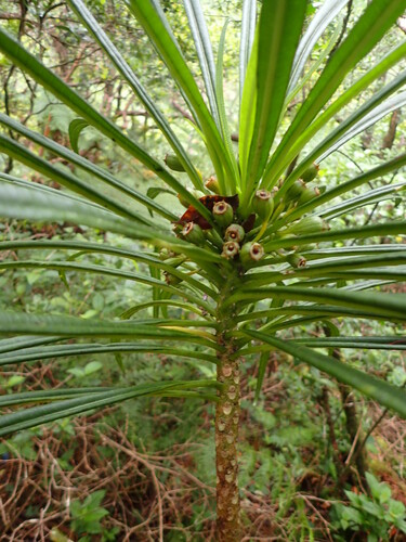 Cyanea kuhihewa