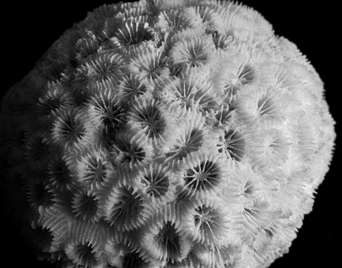 Dipsastraea pallida observed 2000-01-01