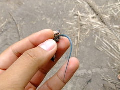 Aspidoscelis lineattissimus