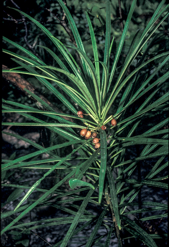 Cyanea kuhihewa