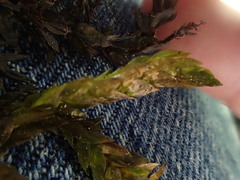 Fontinalis neomexicana