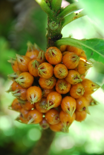 Cyanea kunthiana