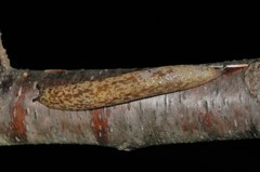 Philomycus flexuolaris