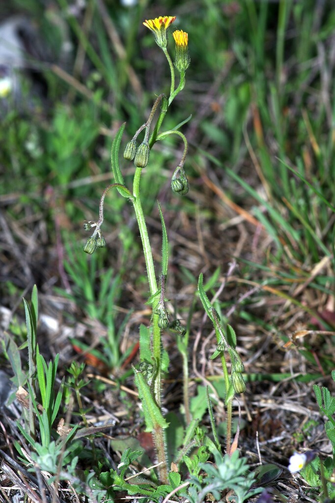 Crepis suffreniana
