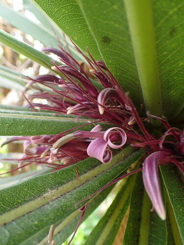 Cyanea leptostegia