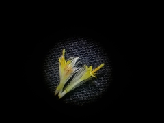 Symphyotrichum lanceolatum lanceolatum