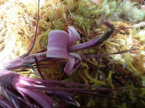 Cyanea leptostegia