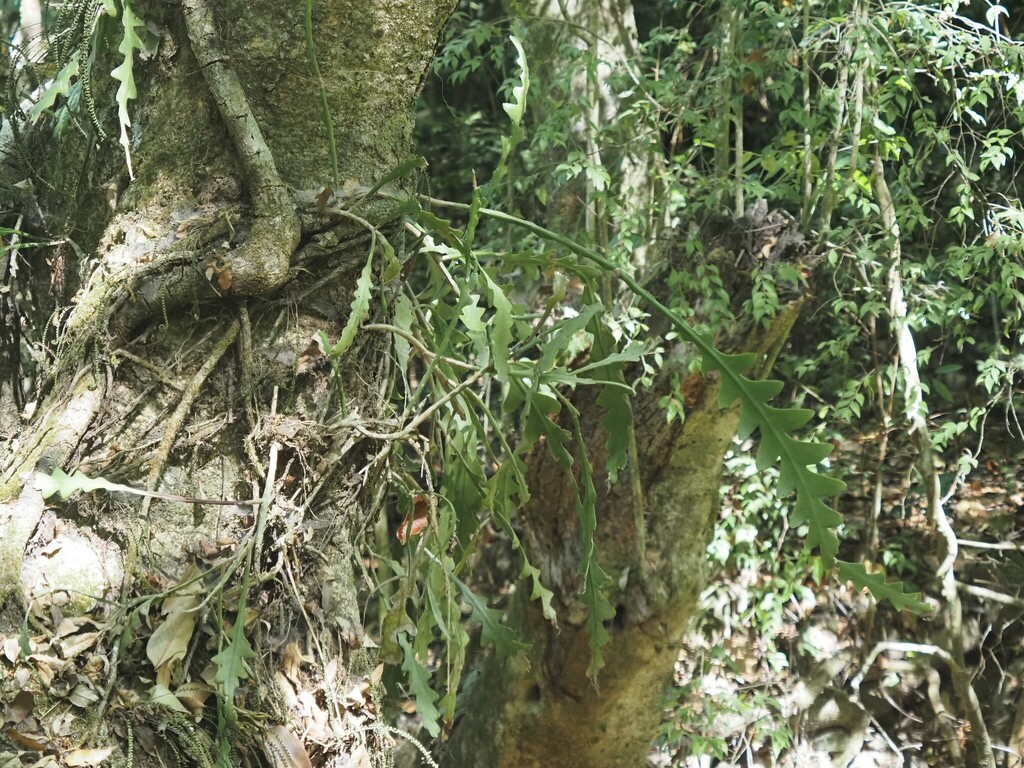 Disocactus anguliger; photograph (c) Matt Muir, some rights reserved (CC BY)