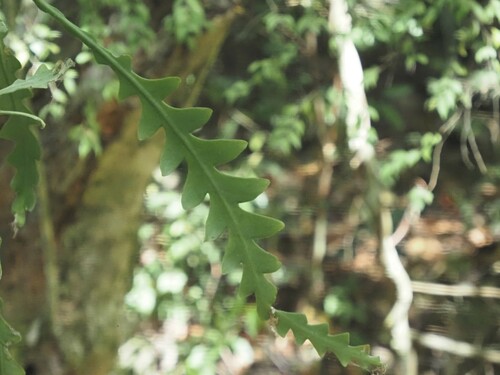Image of Disocactus anguliger by (c) Matt Muir, some rights reserved (CC BY)