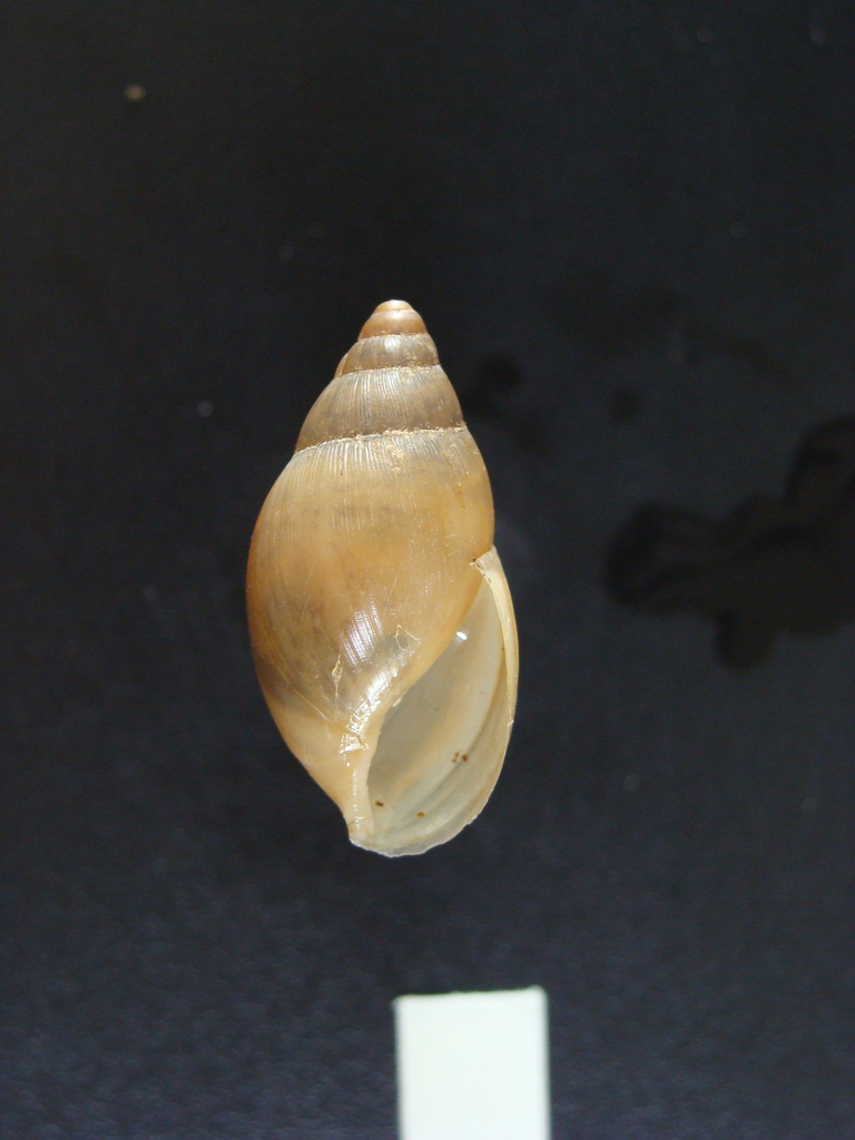 Euglandina irakita