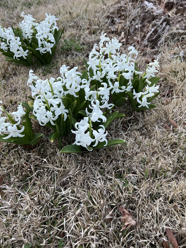 Hyacinthus orientalis, Chelbrook Rd, Chesapeake, VA, US