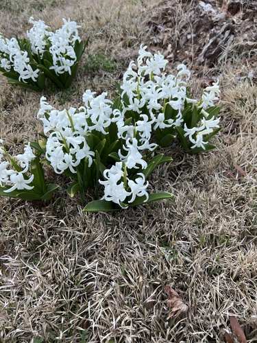 Hyacinth plant photo (Hyacinthus orientalis)