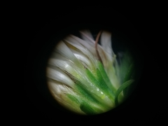 Symphyotrichum lanceolatum lanceolatum