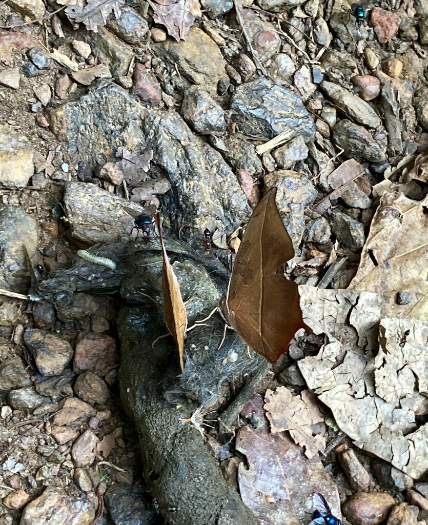 Falcate Red Charaxes from Kanungu, Uganda on February 15, 2023 at 11:11 ...