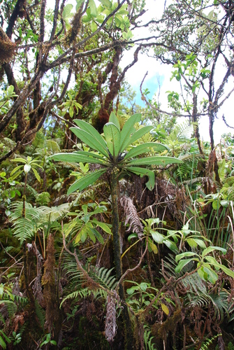 Cyanea macrostegia observed 2013-08-22