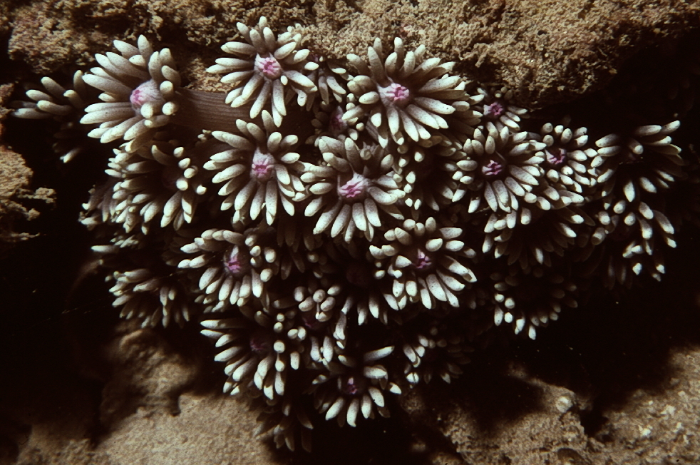 Goniopora palmensis