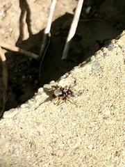 Habronattus schlingeri