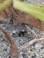 Habronattus schlingeri