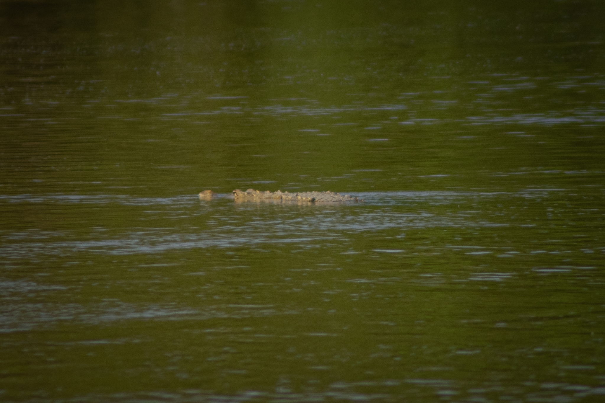 Crocodylidae image